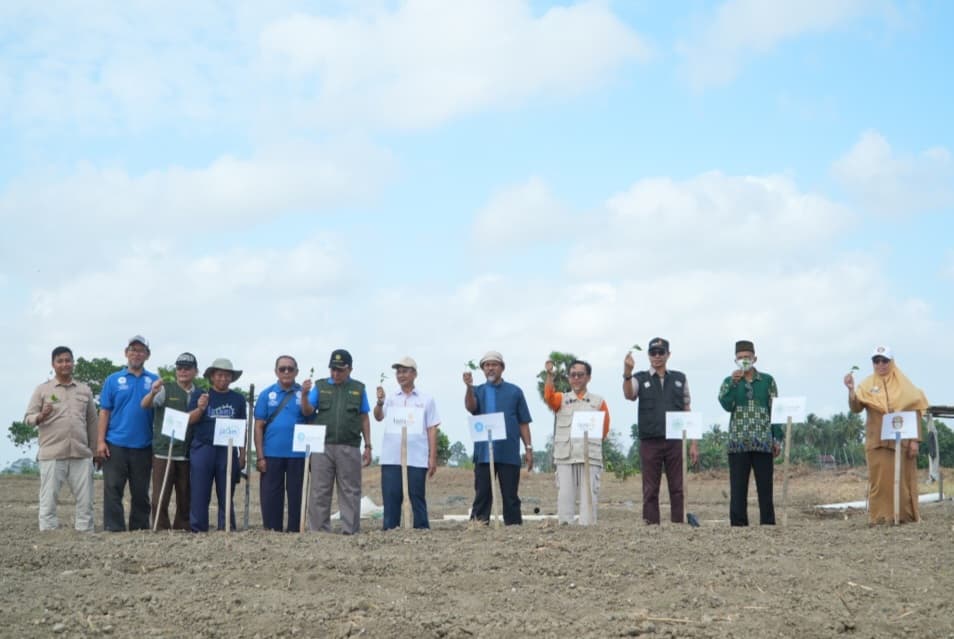 Penanaman bibit cabai oleh Muhammadiyah untuk petani Belawa di Wajo