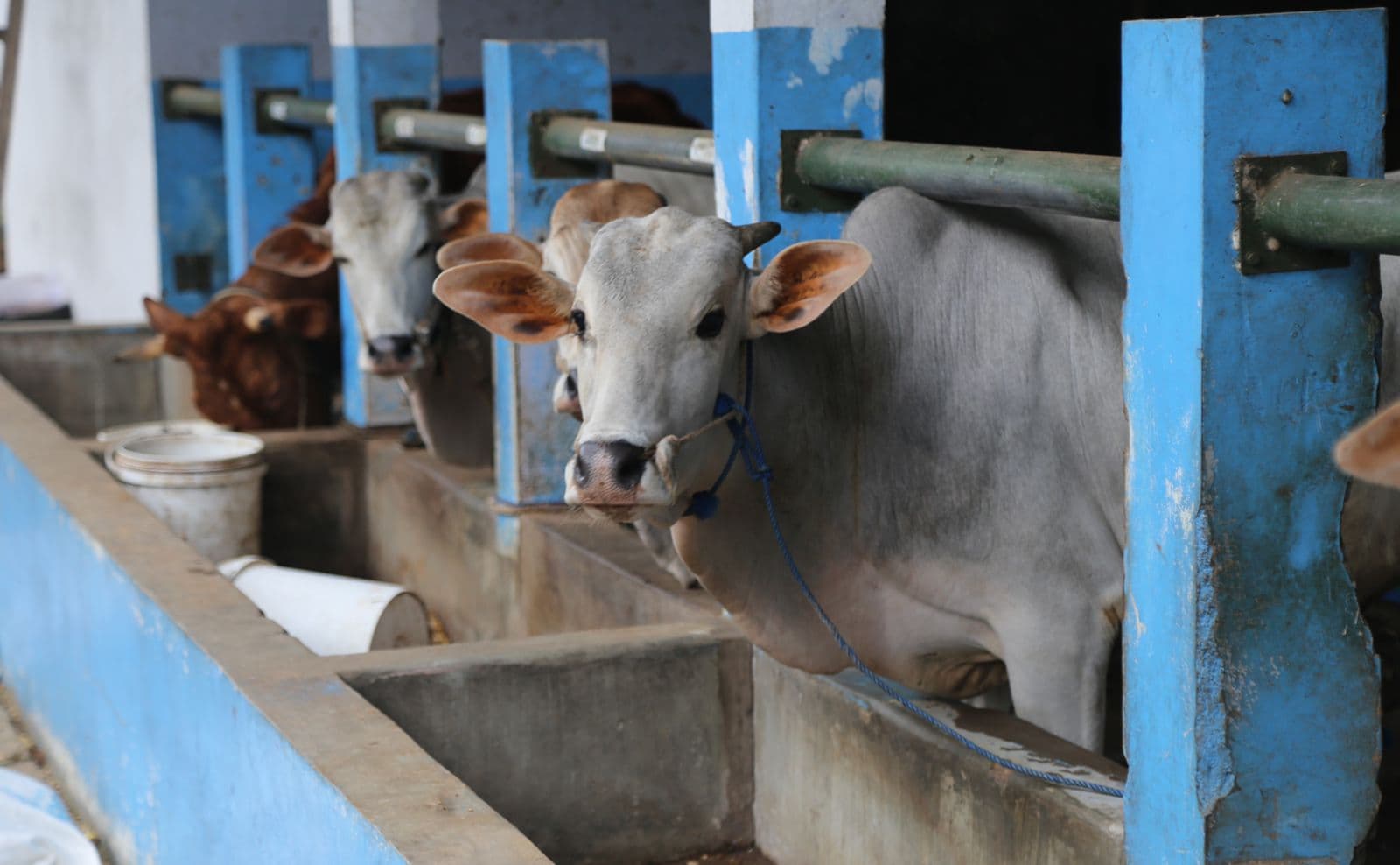 Daging Kurban untuk Siapa dan Berapa Bagian Masing-masing?